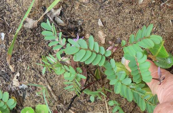 Image of Lucky bean creeper