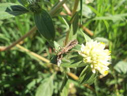 Atrachelus cinereus (Fabricius 1798) resmi