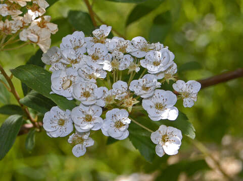 Image of Germander meadowsweet