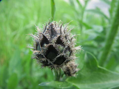 Centaurea scabiosa L. resmi