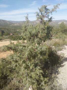 Imagem de Juniperus oxycedrus subsp. oxycedrus