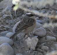 Image of Brown Accentor