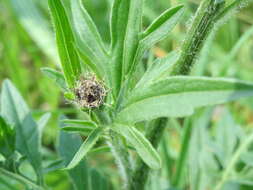 Centaurea scabiosa L. resmi