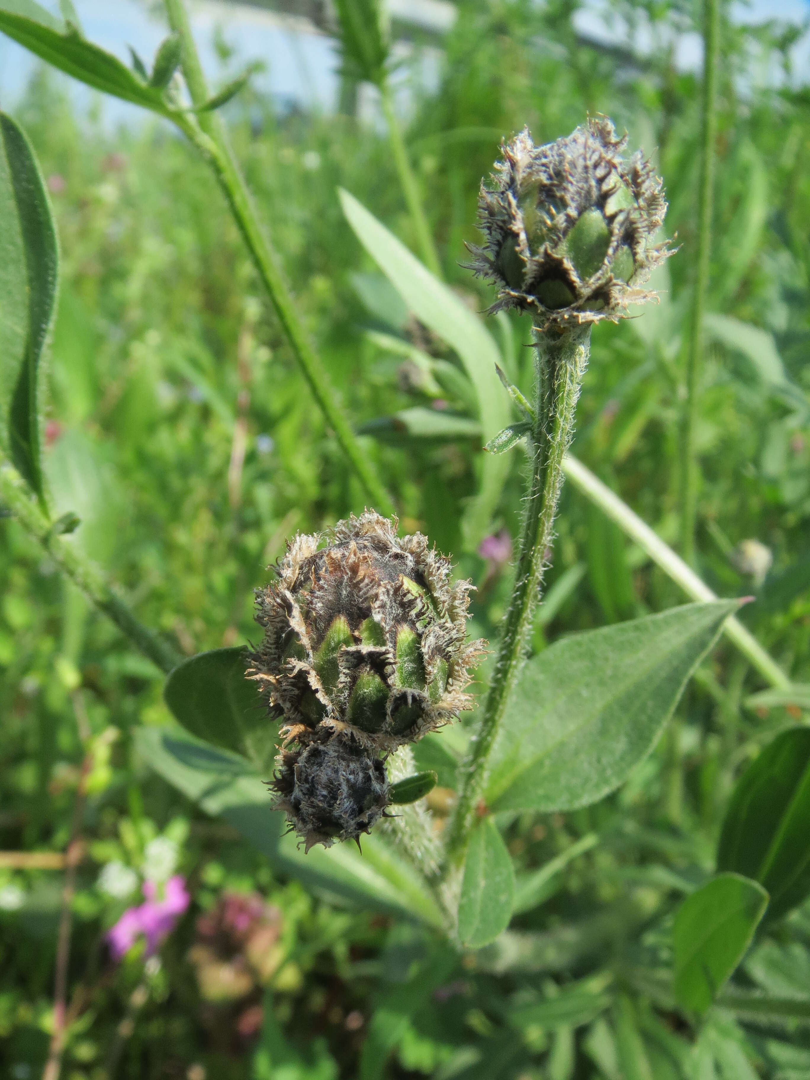 Centaurea scabiosa L. resmi