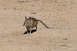 Image of Bushveld Elephant Shrew