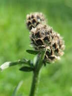 Centaurea scabiosa L. resmi