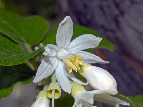 Image of Friar's balsam