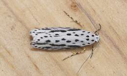 Image of Zeller's Ethmia Moth