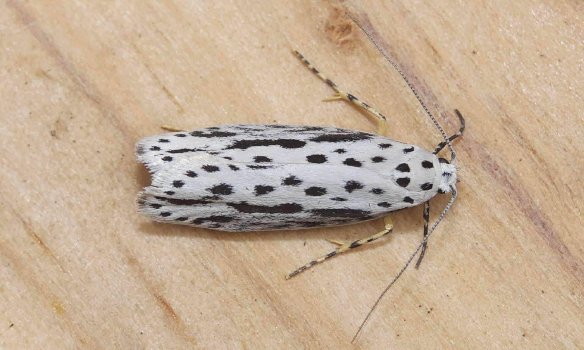 Image of Zeller's Ethmia Moth