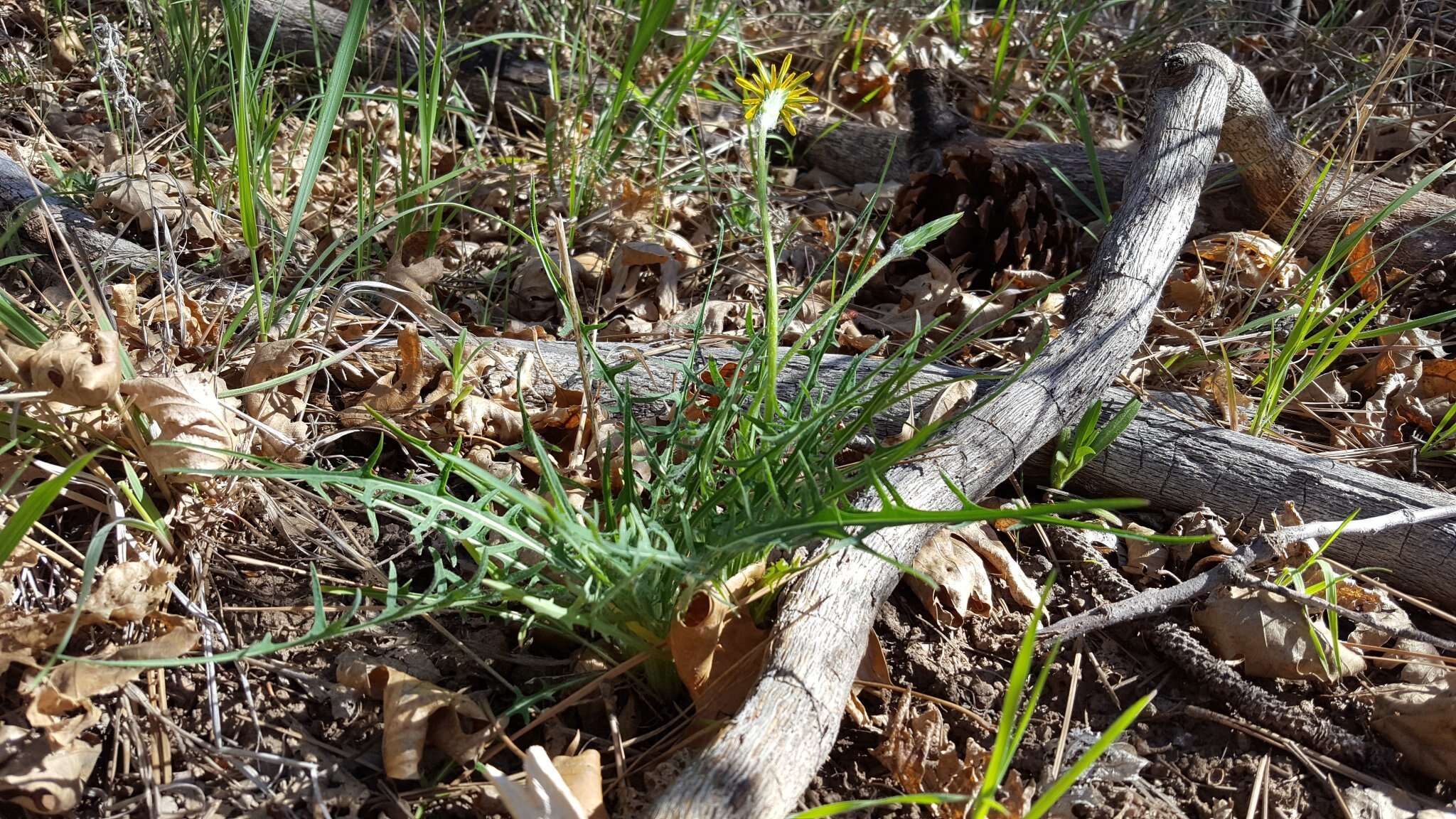 Plancia ëd <i>Agoseris <i>grandiflora</i></i> var. grandiflora