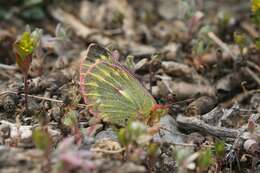 Image of Colias ladakensis Felder & Felder 1865