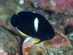 Image of Black Angelfish
