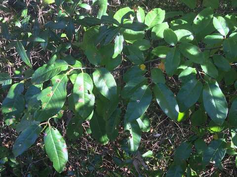 Image of Alabama cherry