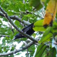 Image of New Caledonian Crow