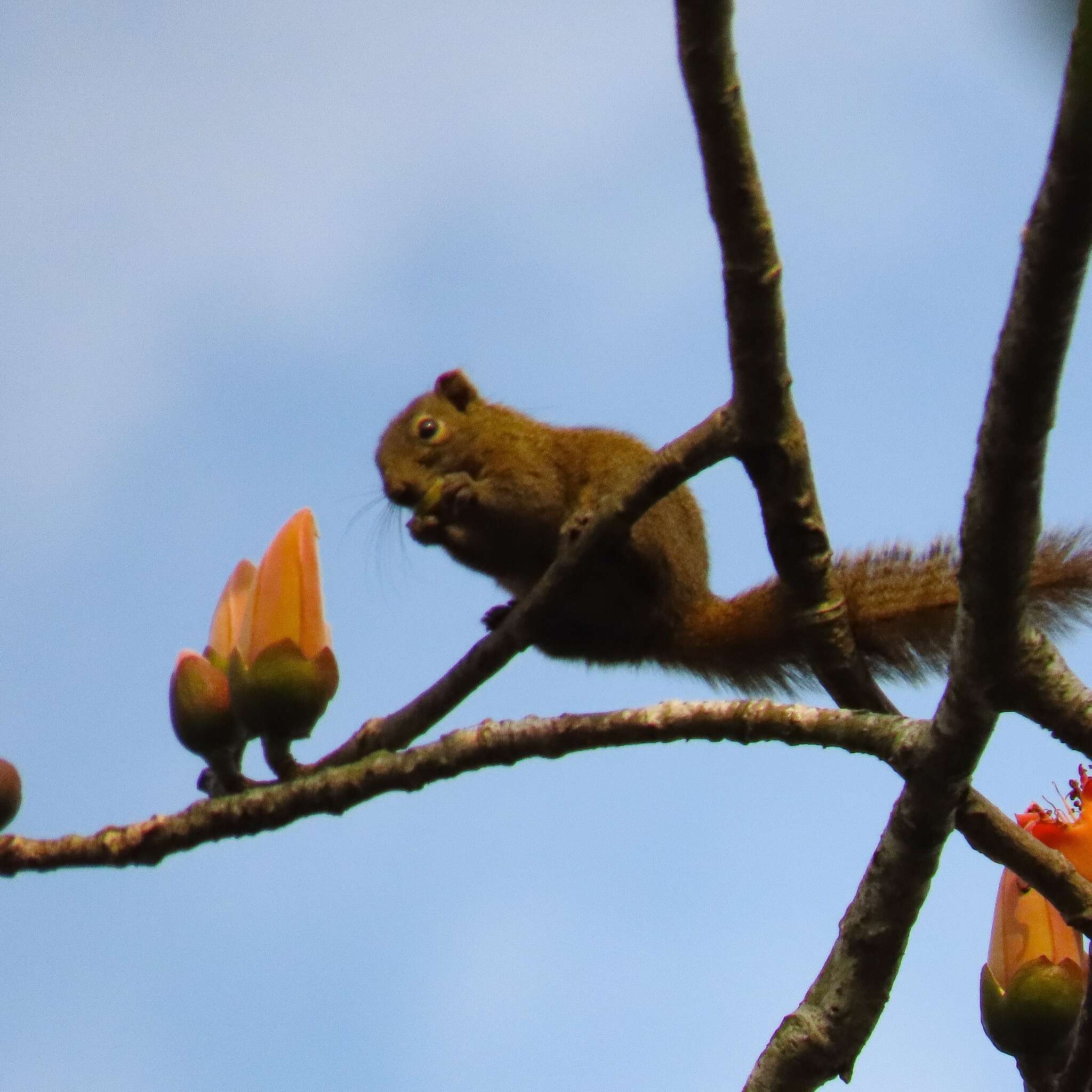 Слика од Callosciurus pygerythrus (I. Geoffroy Saint-Hilaire 1833)