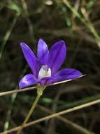 Image of starflower brodiaea