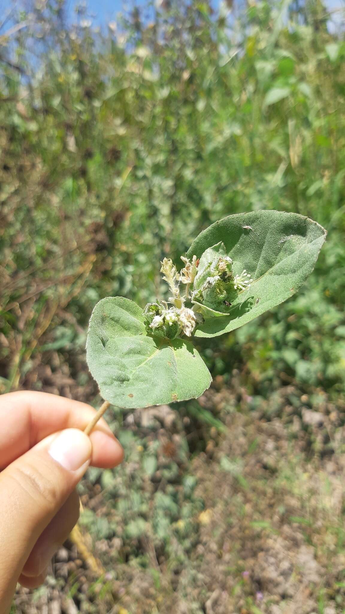 Image de Croton argenteus L.