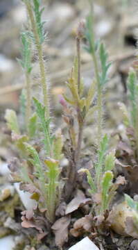 Image of Papaver laevigatum M. Bieb.