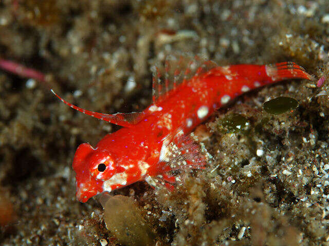 Image of black and white dragonet