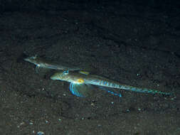 Image of Variegated ruddertail dragonet