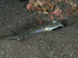 Image of Variegated ruddertail dragonet