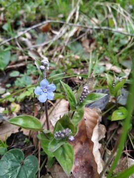 Omphalodes cappadocica (Willd.) DC. resmi