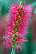 Sivun Callistemon phoeniceus Lindl. kuva