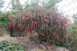 صورة Callistemon phoeniceus Lindl.