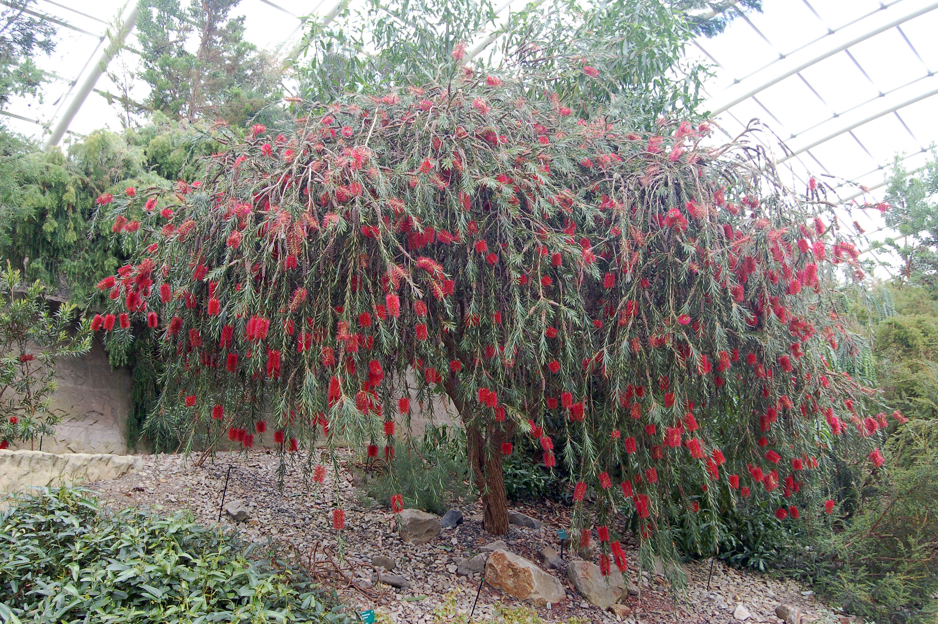 Sivun Callistemon phoeniceus Lindl. kuva