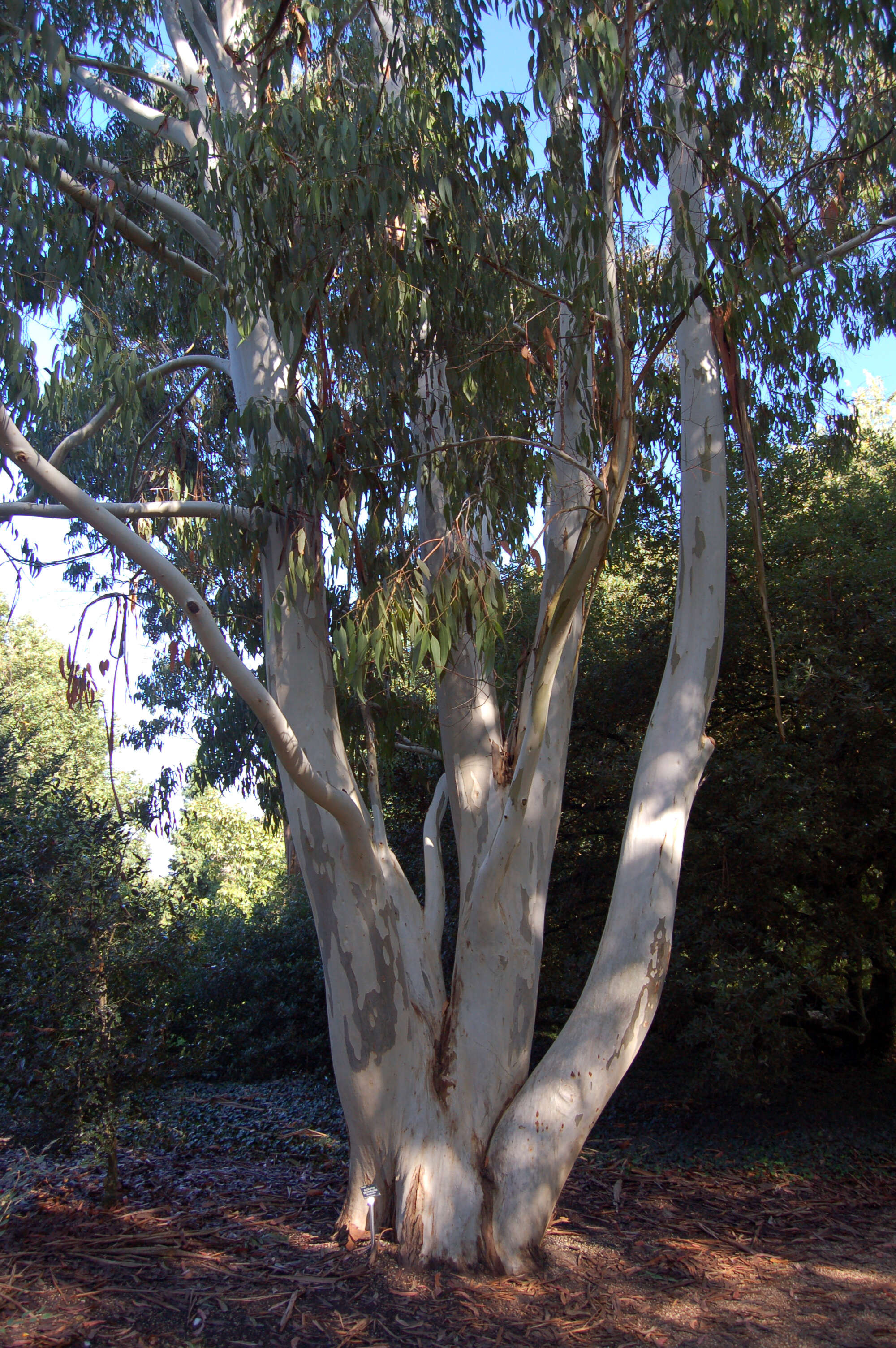 Image of White gum