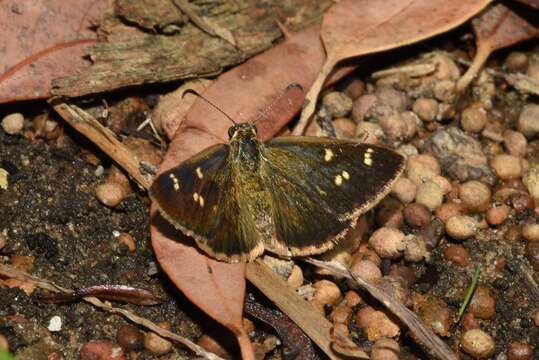 صورة Anisynta sphenosema Meyrick & Lower 1902