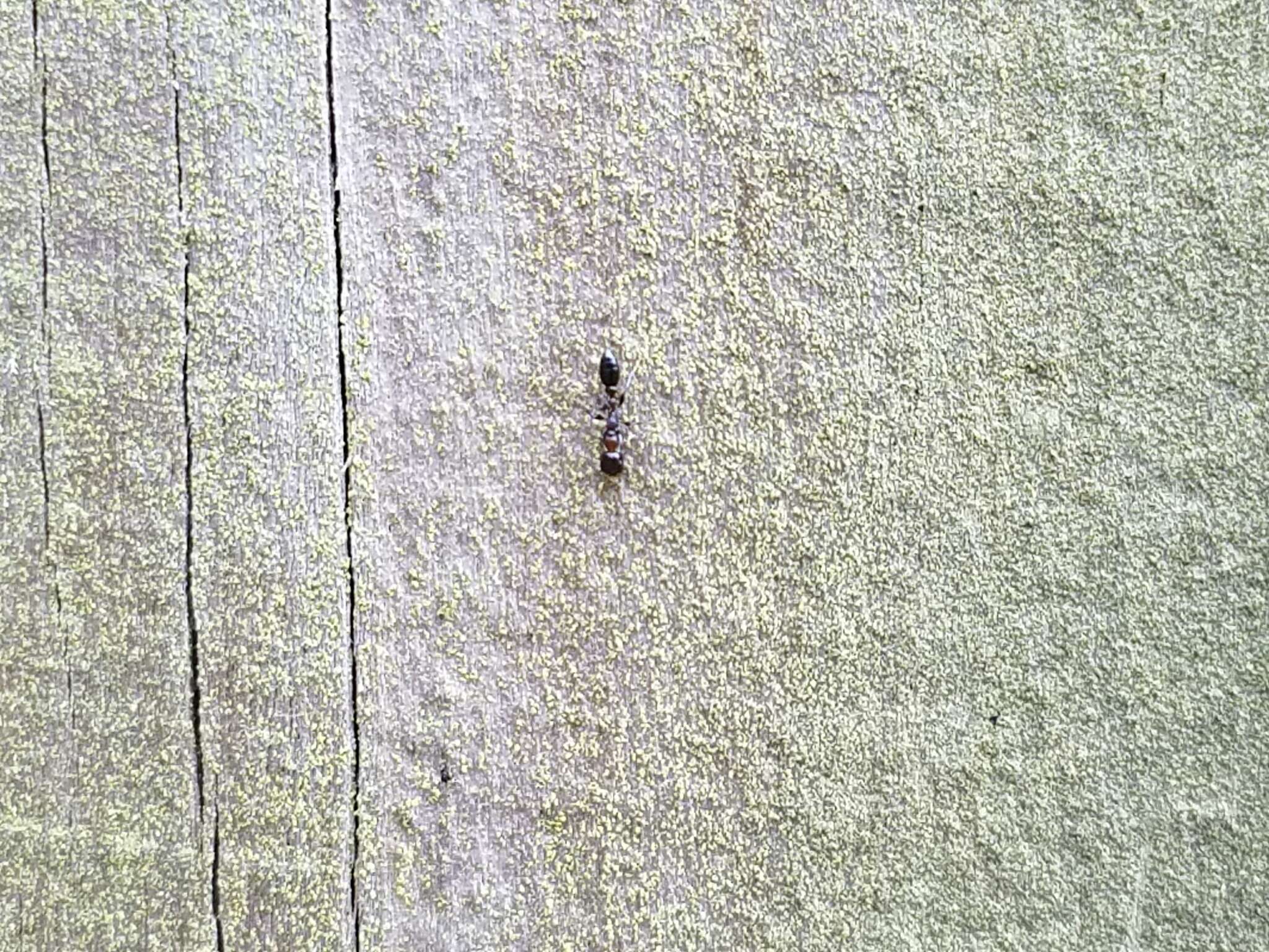 Image of Pseudomyrmex ejectus (Smith 1858)