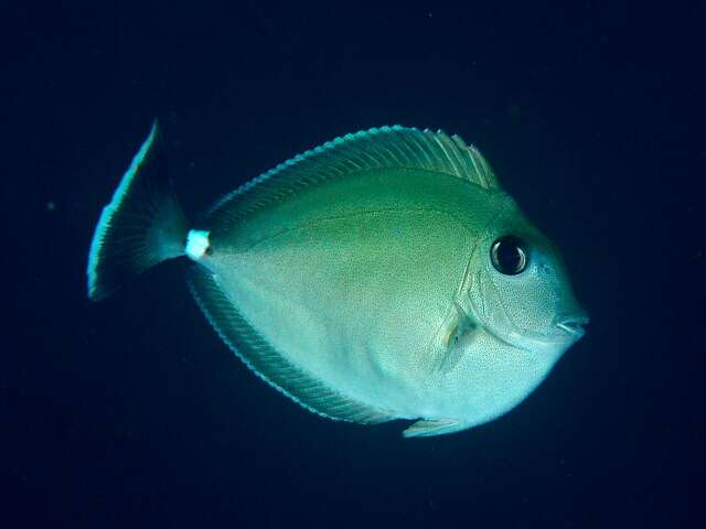 Image of Banded Unicornfish