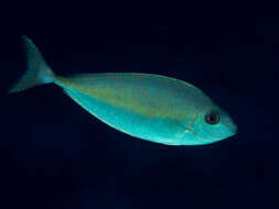 Image of Barred Unicornfish