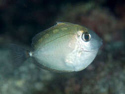 Image of Banded Unicornfish