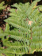 Plancia ëd Polystichum californicum (D. C. Eat.) Diels