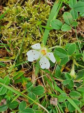 Image of Potentilla montana Brot.