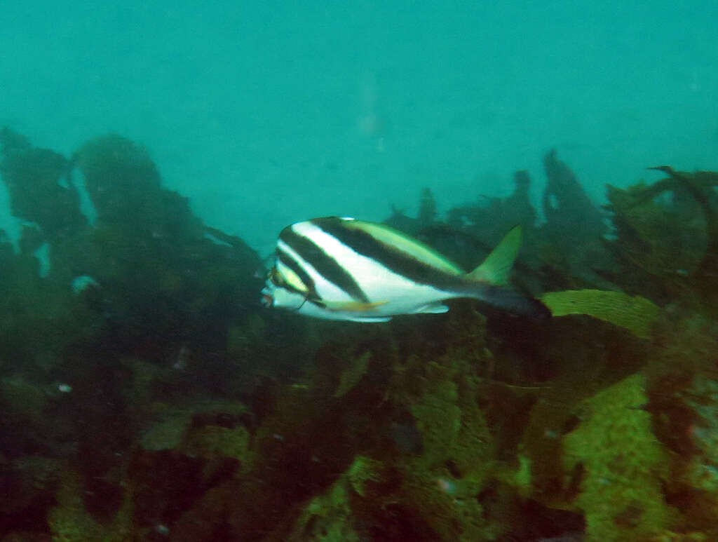 Image of Crested morwong