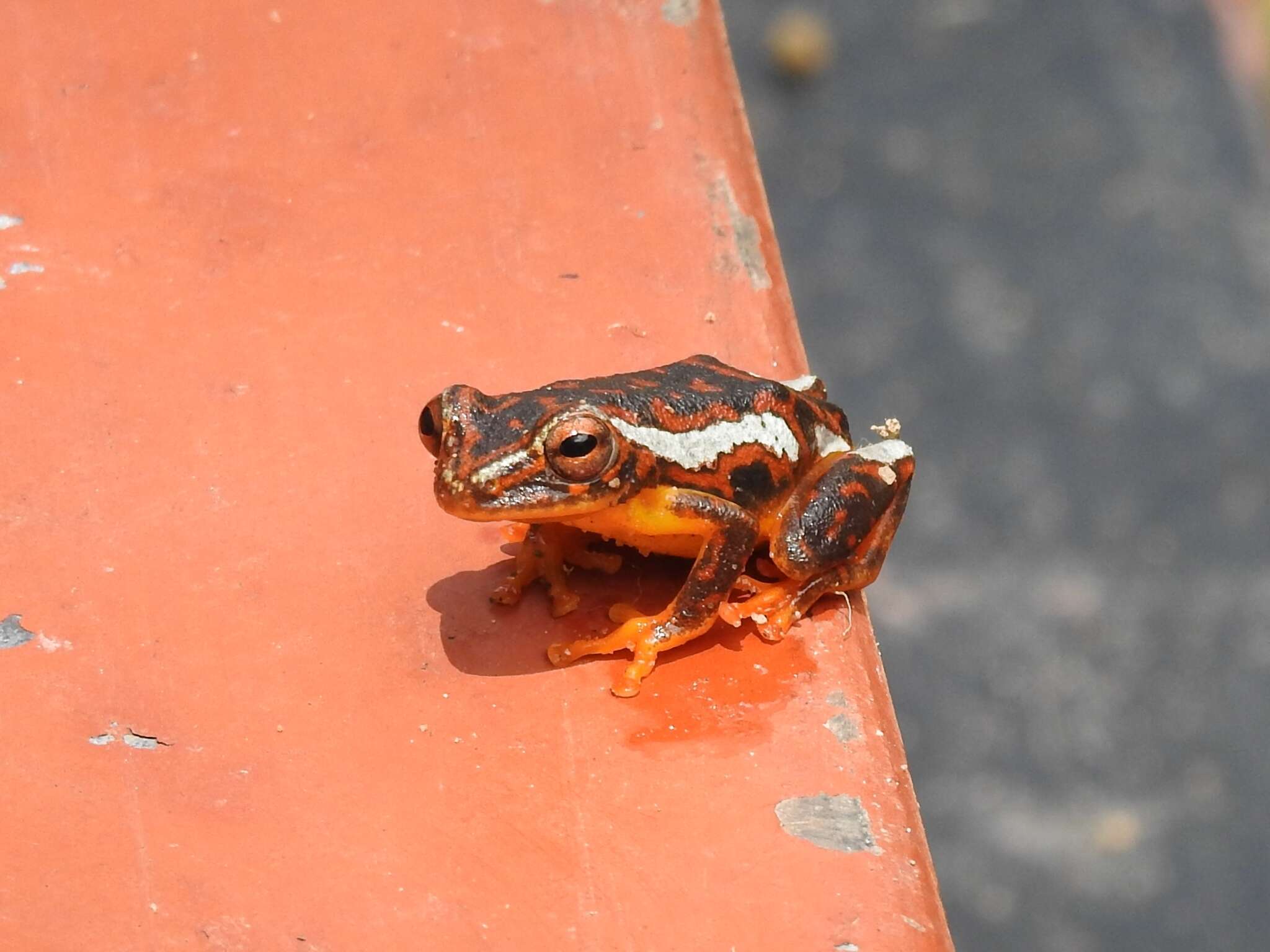 Image of Reed frog