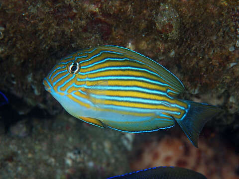 Image of Blue Banded Surgeonfish