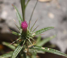 Image de Ptilostemon stellatus (L.) W. Greuter