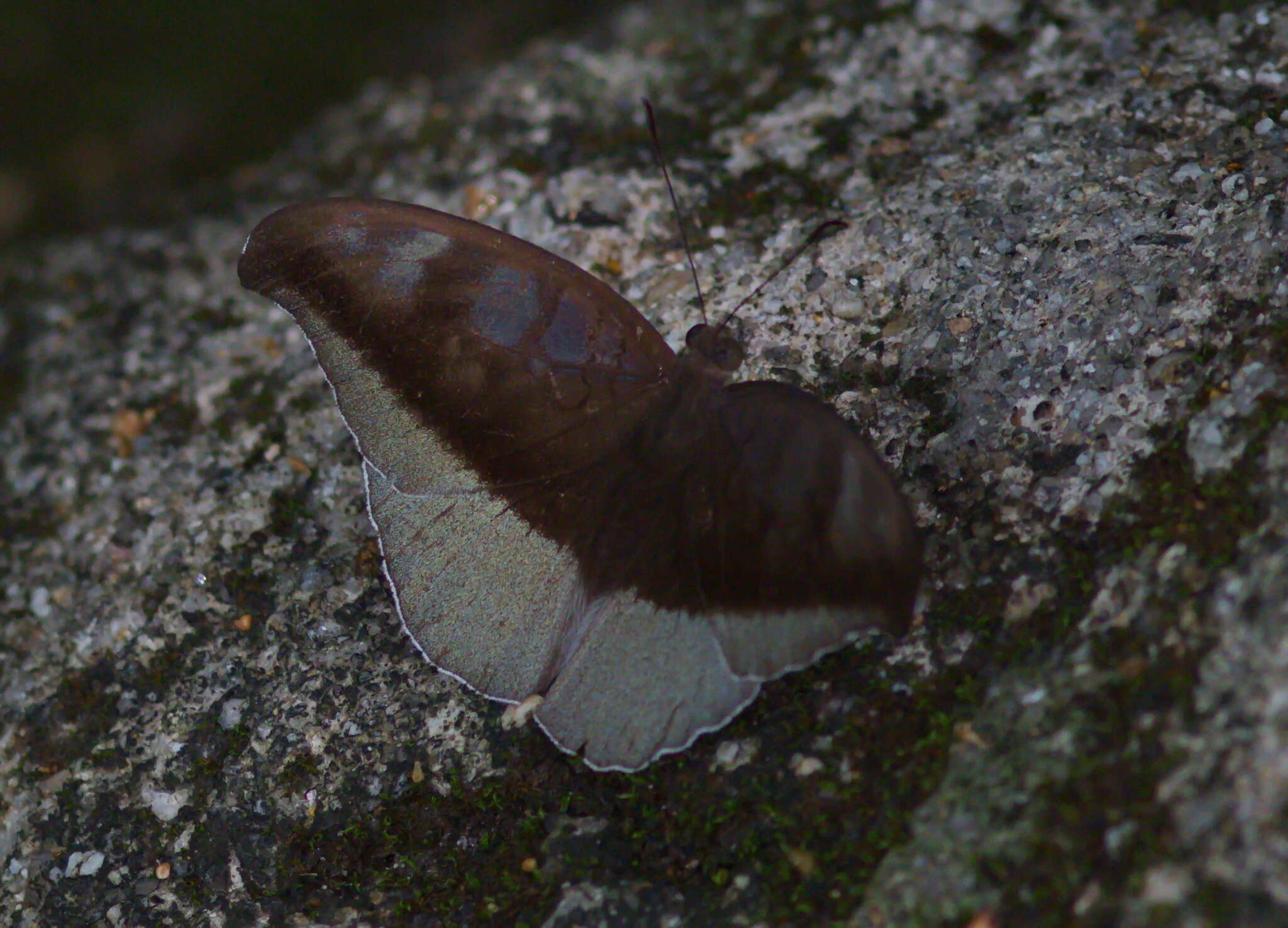 Image of Tanaecia cocytus Fabricius 1787