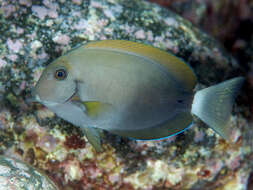 Image of Black-barred Surgeonfish