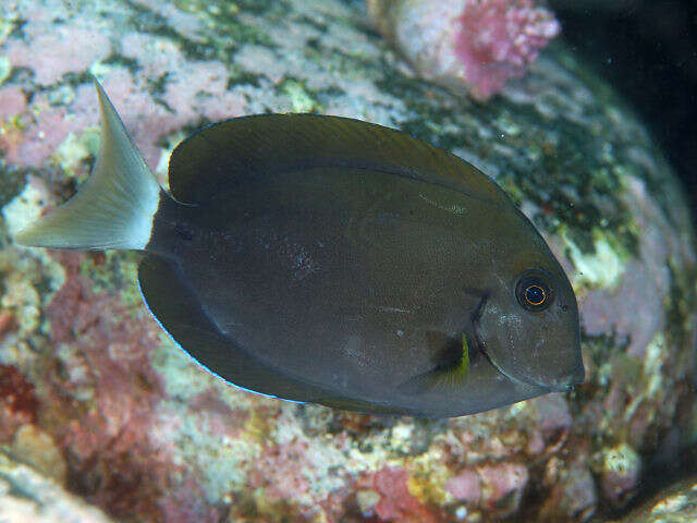 Image of Black-barred Surgeonfish