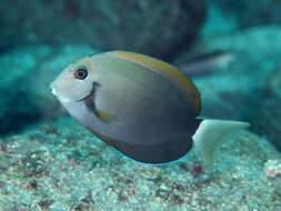 Image of Black-barred Surgeonfish