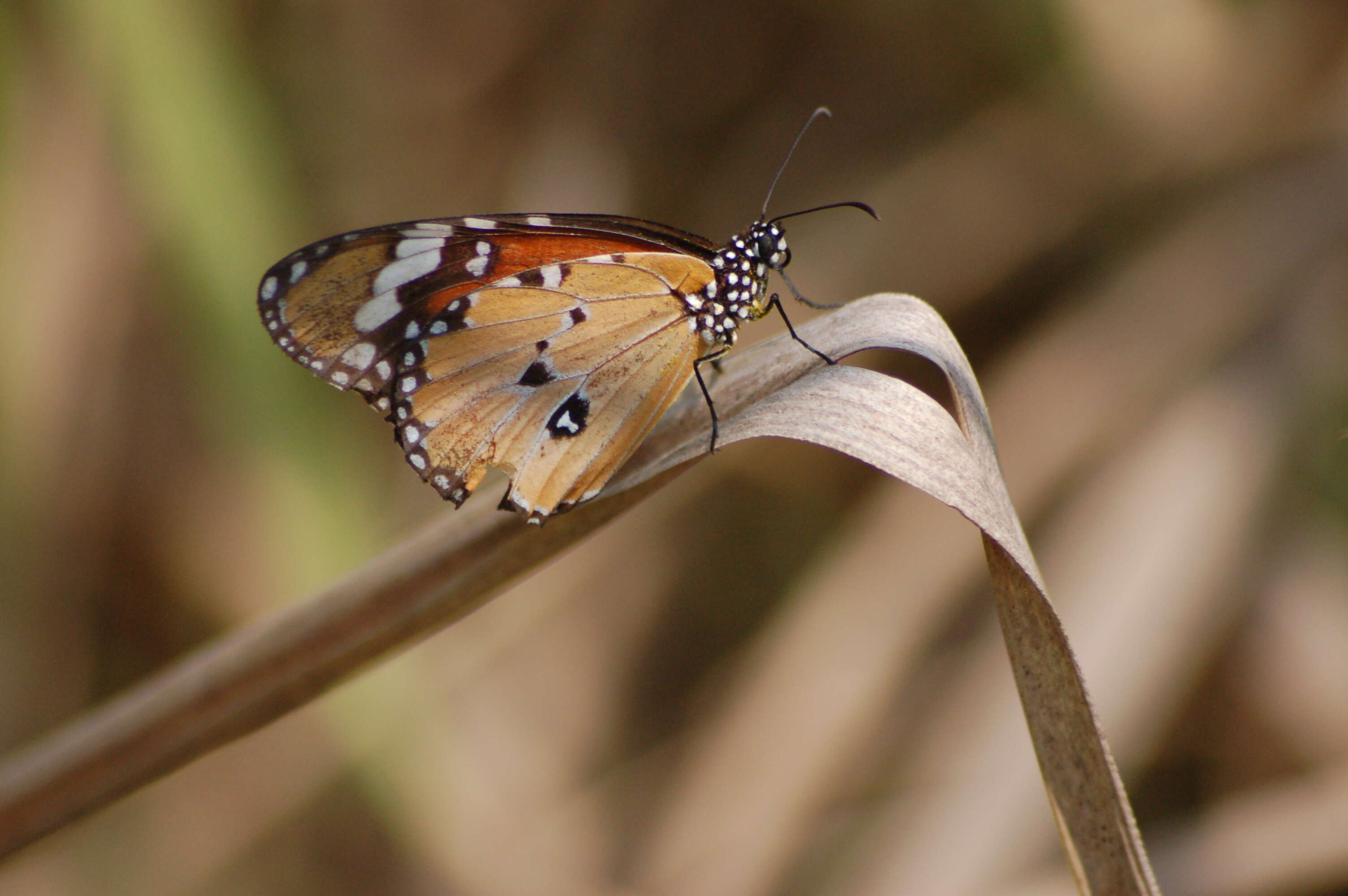 Image of Plain tiger