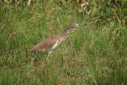 Image of Chinese Pond Heron