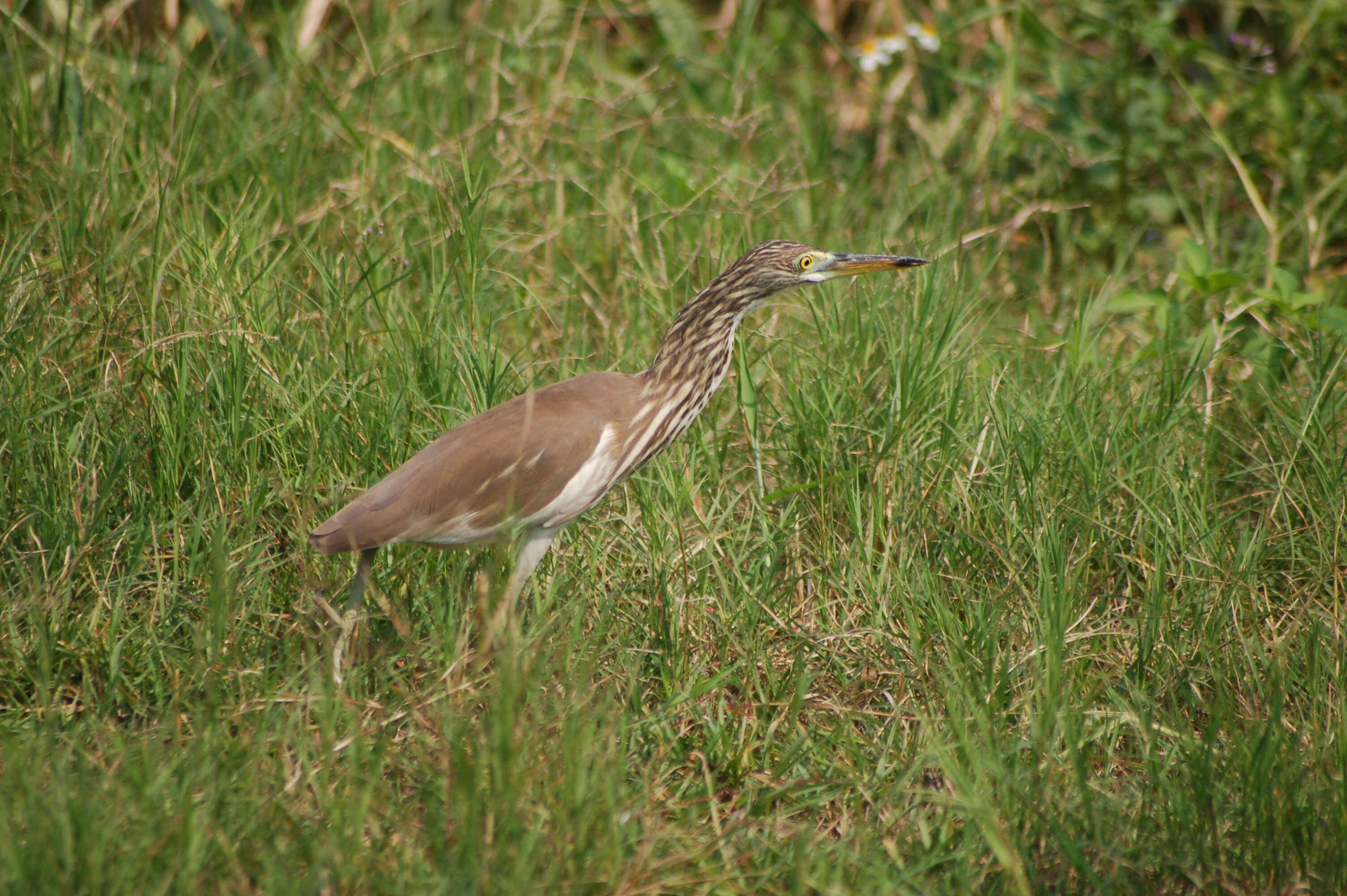 Image of Chinese Pond Heron