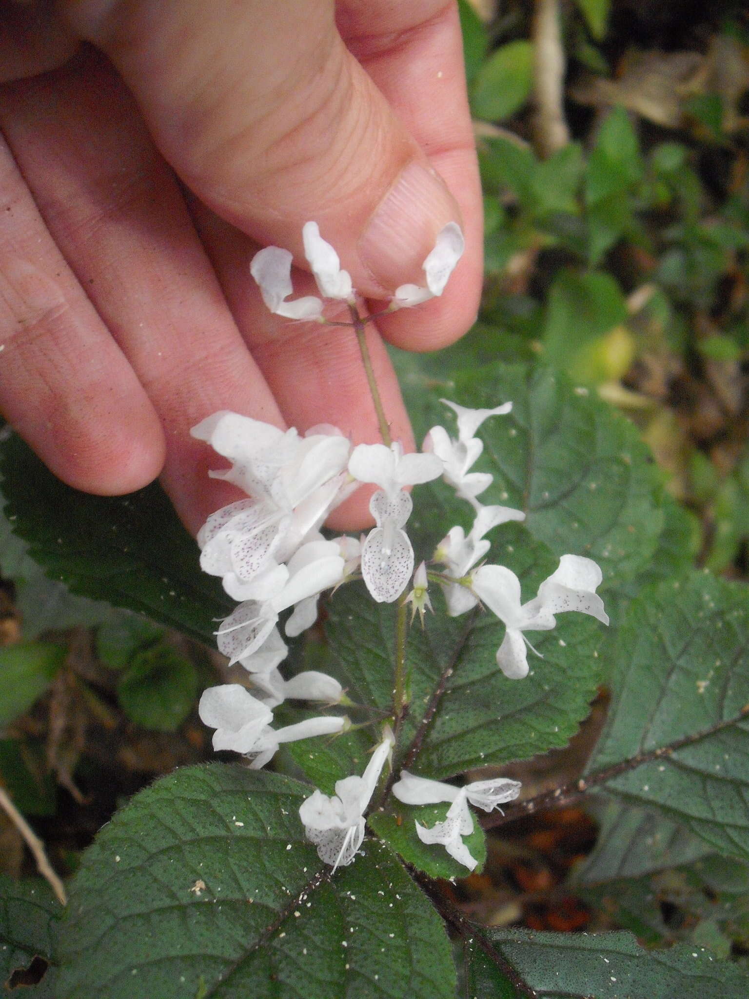 Image de Plectranthus ciliatus E. Mey.