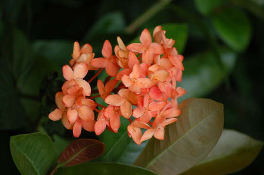 Image of ixora